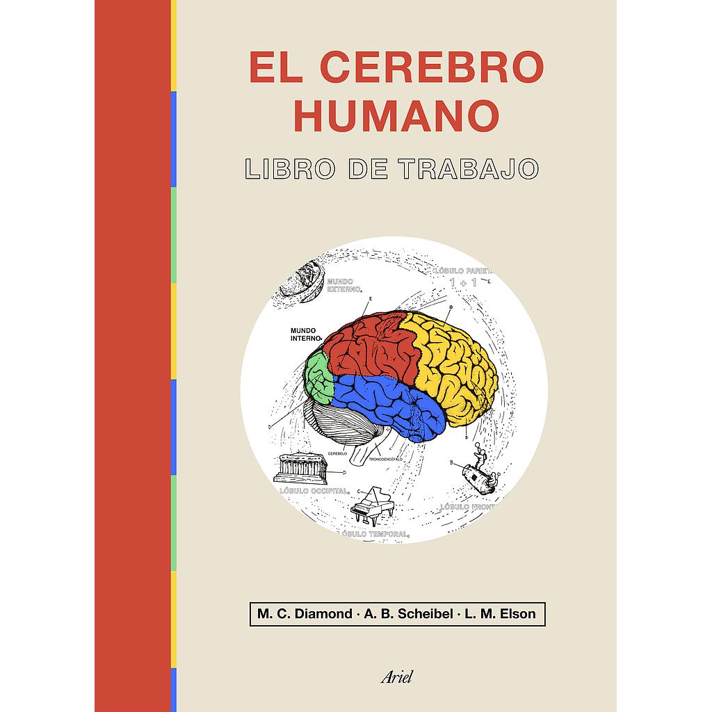 El cerebro humano